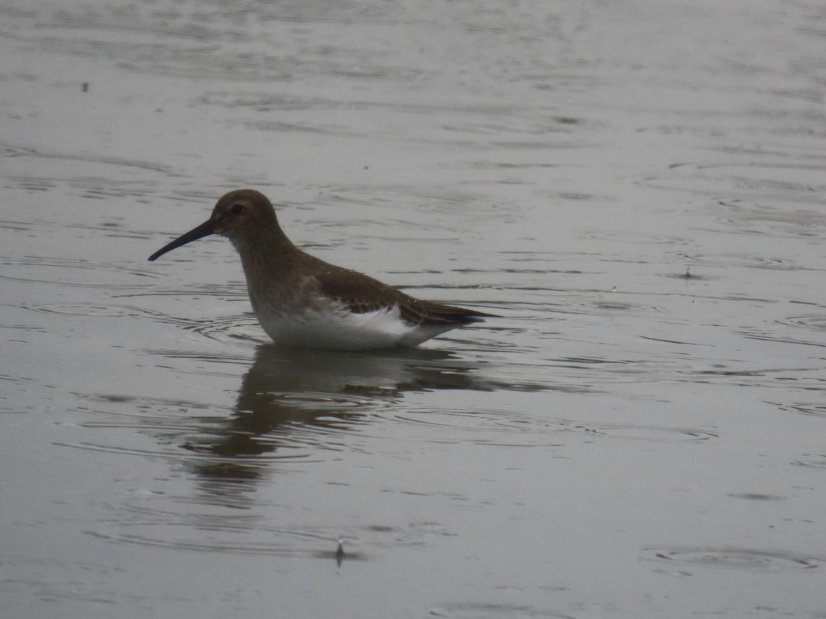 Dunlin - ML645699176