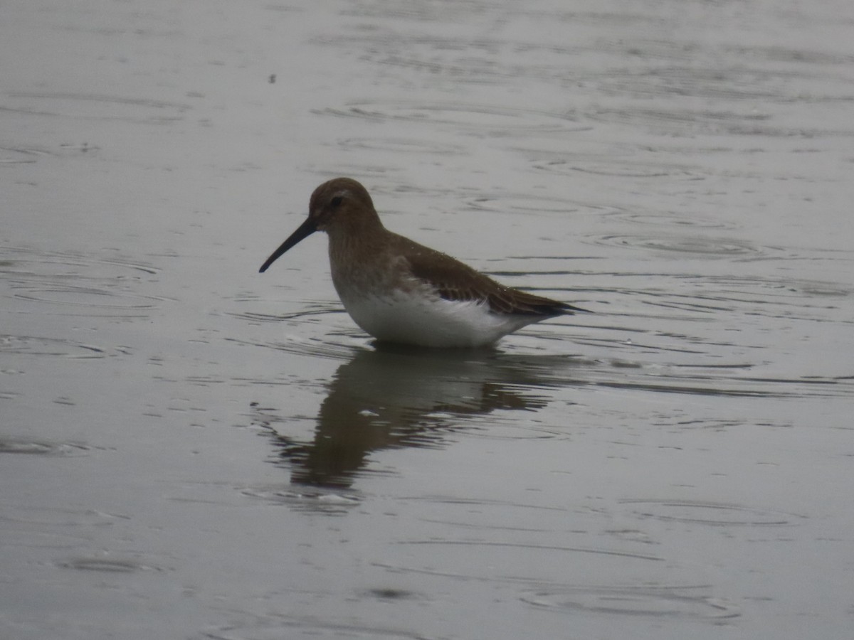 Dunlin - ML645699177
