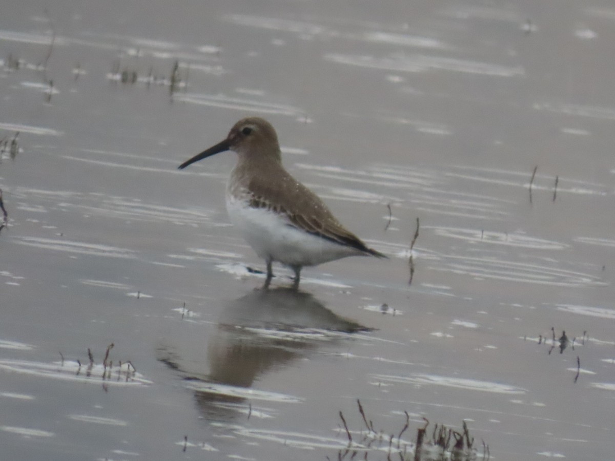 Dunlin - ML645699178