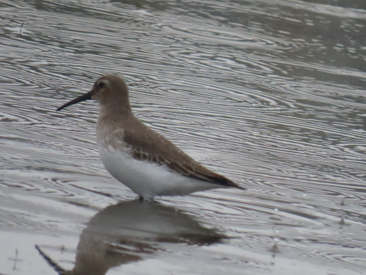 Dunlin - ML645699179