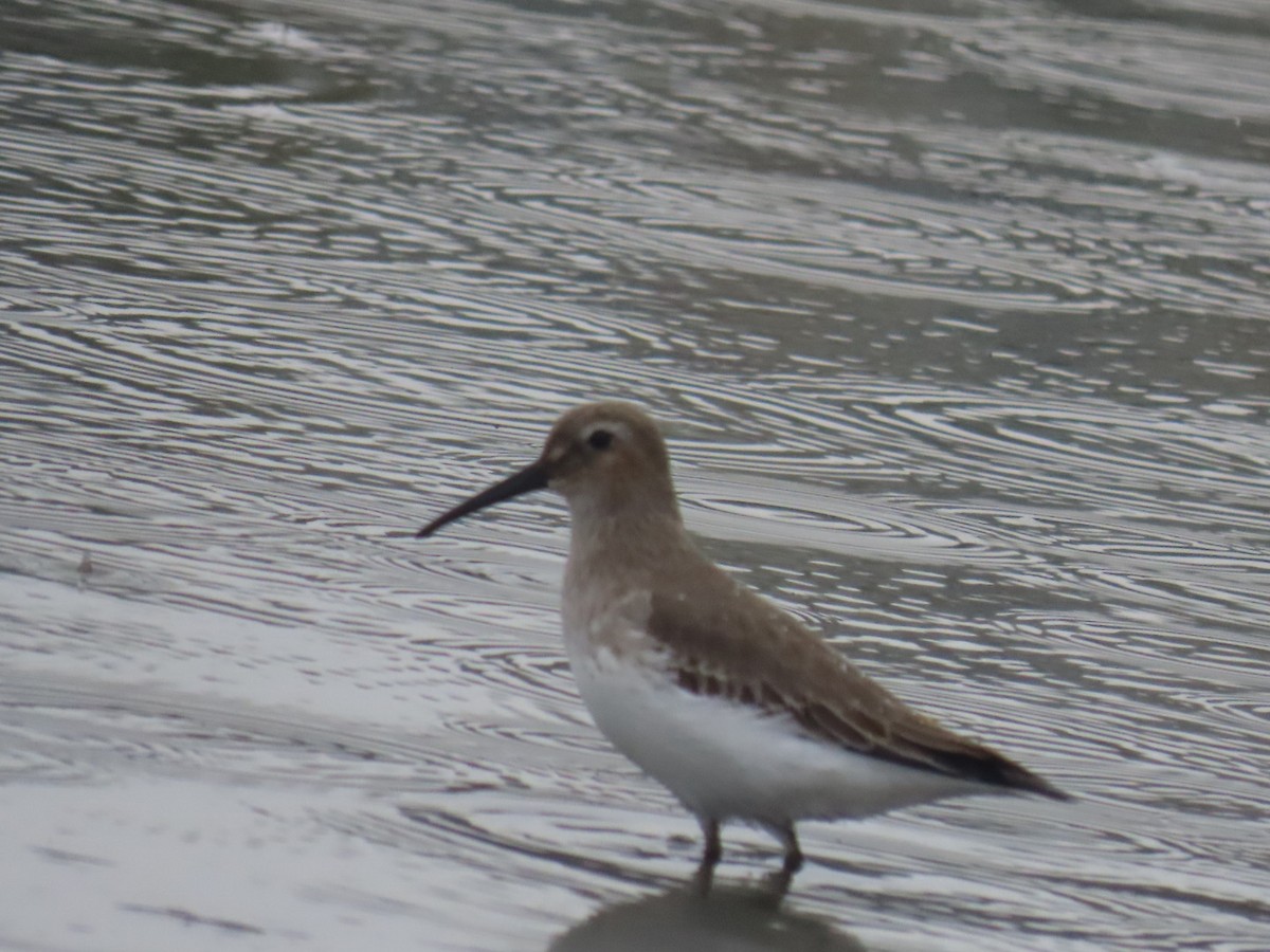 Dunlin - ML645699181