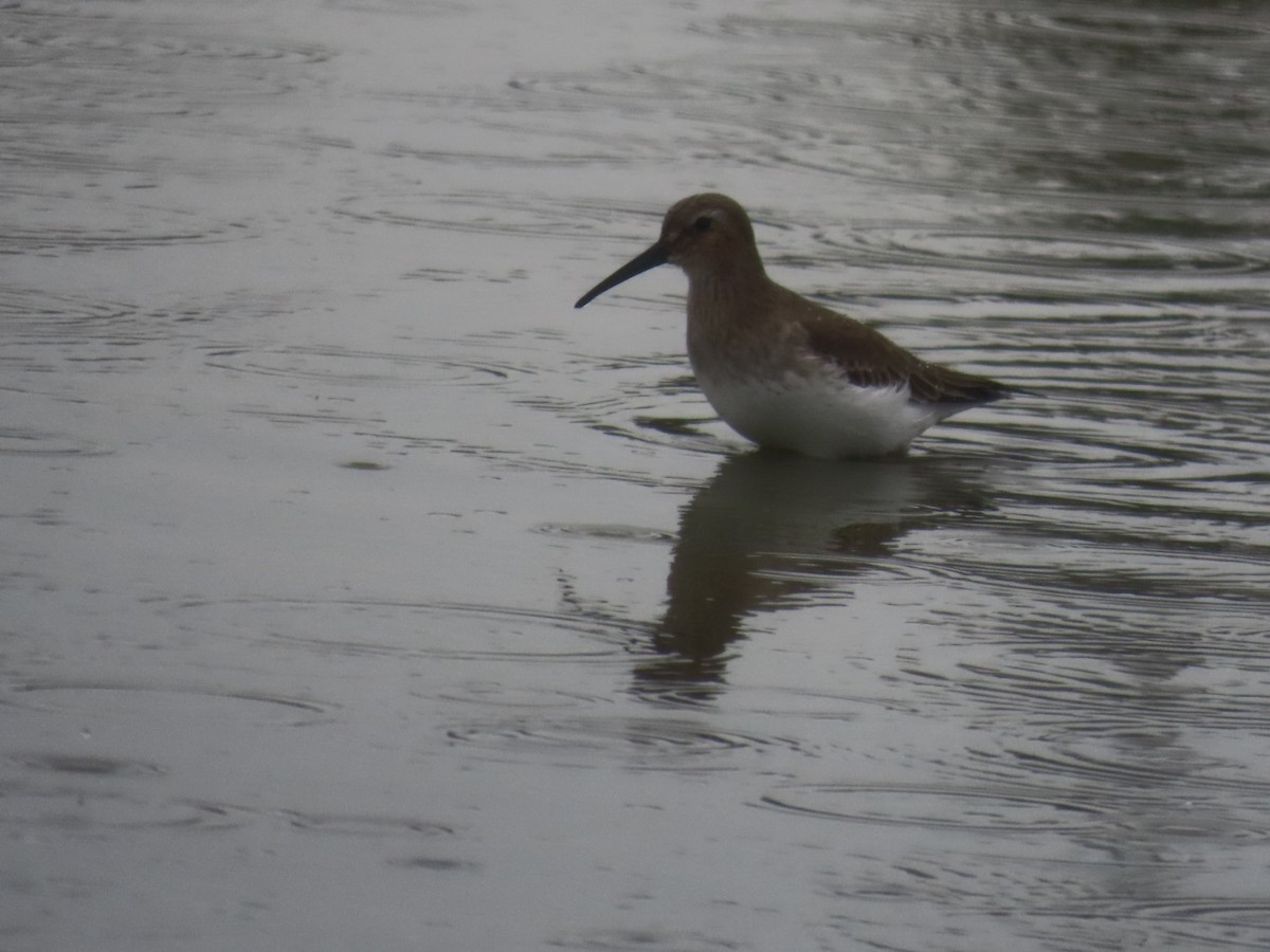 Dunlin - ML645699182