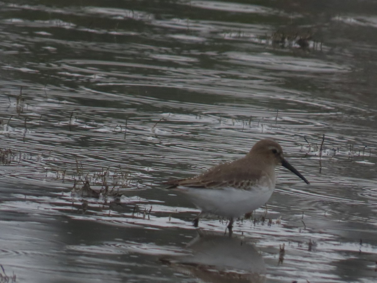 Dunlin - ML645699183