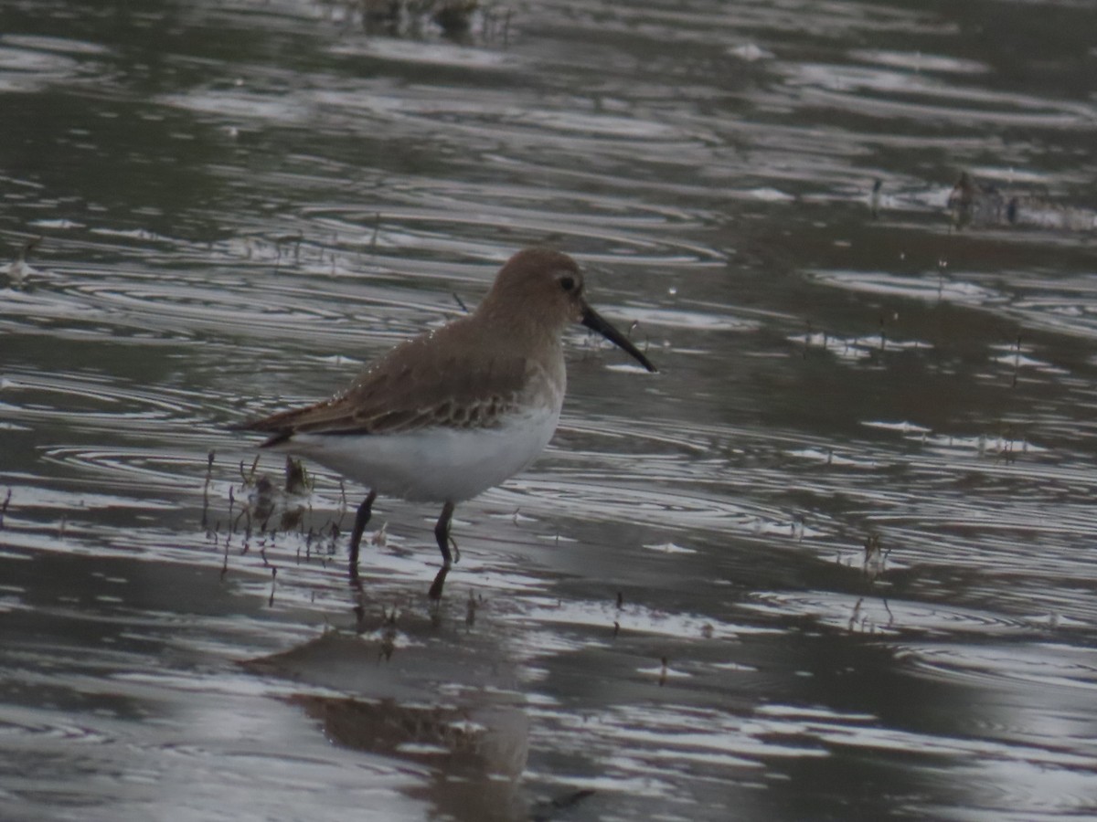 Dunlin - ML645699184