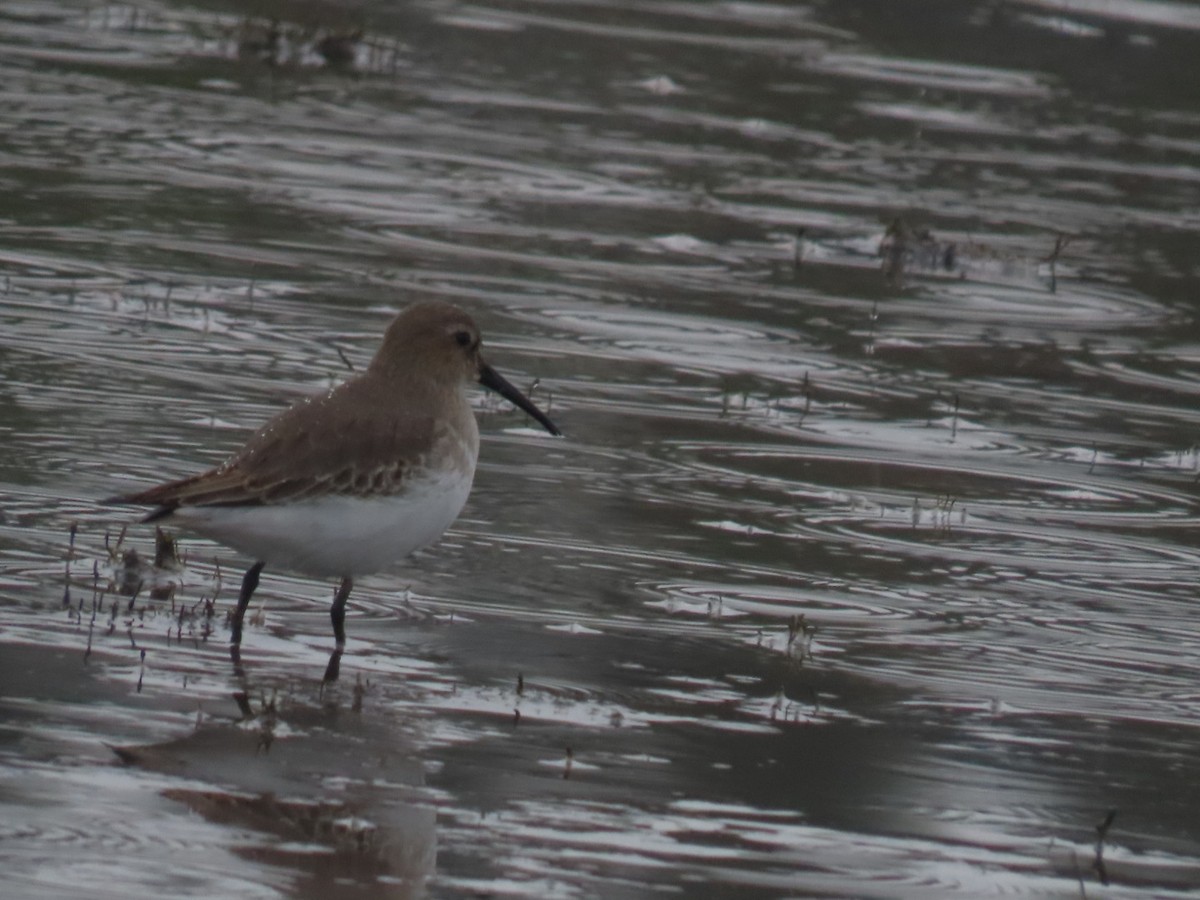 Dunlin - ML645699185