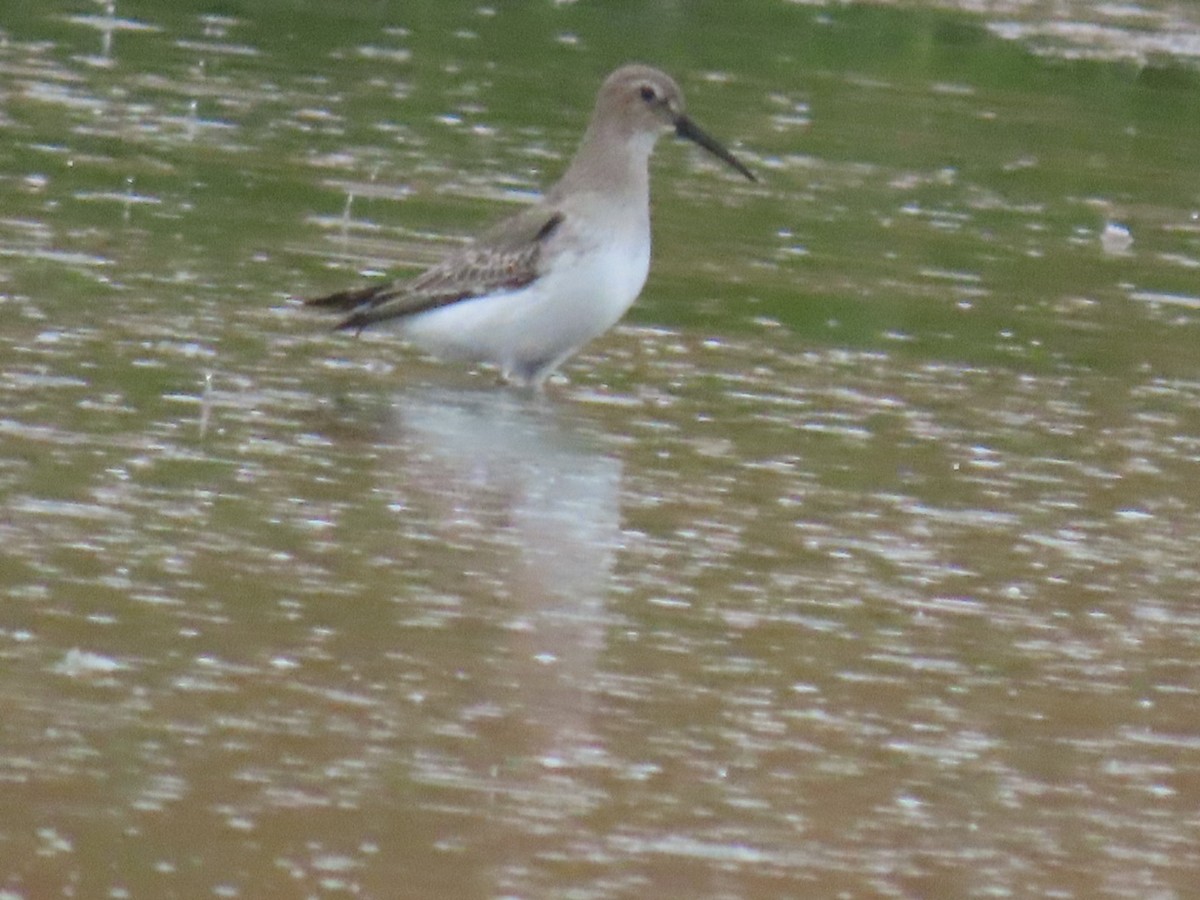 Dunlin - ML645699186