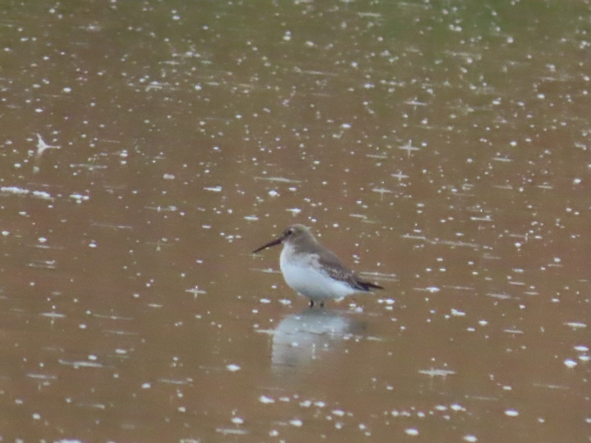 Dunlin - ML645699187