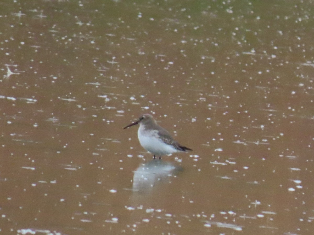 Dunlin - ML645699188