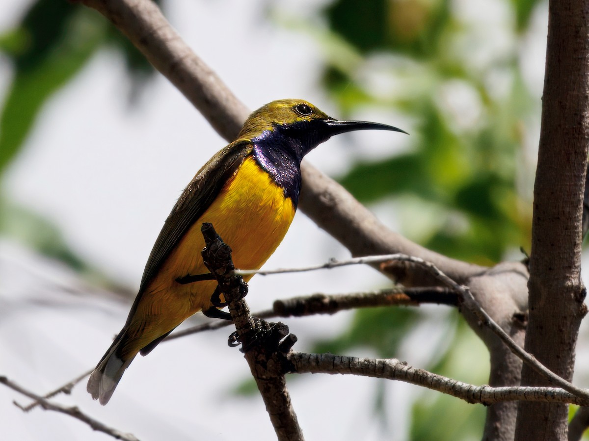 Sahul Sunbird - ML645699196