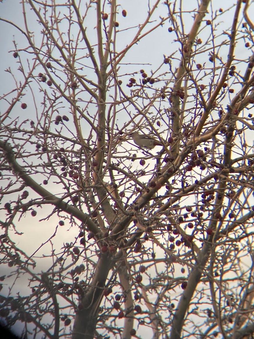 Buztanori boreala - ML645699197