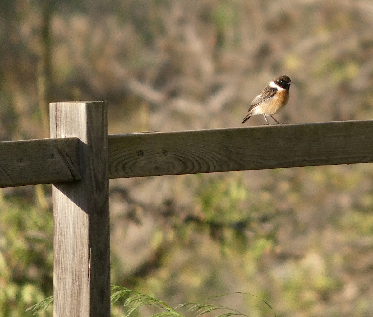 European Stonechat - ML645699203