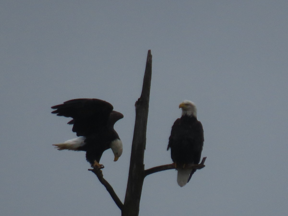 Bald Eagle - ML645699204