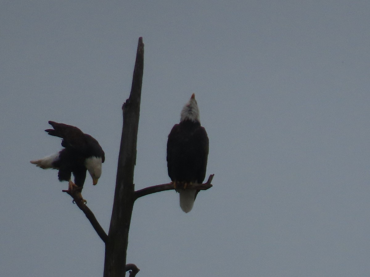 Bald Eagle - ML645699205