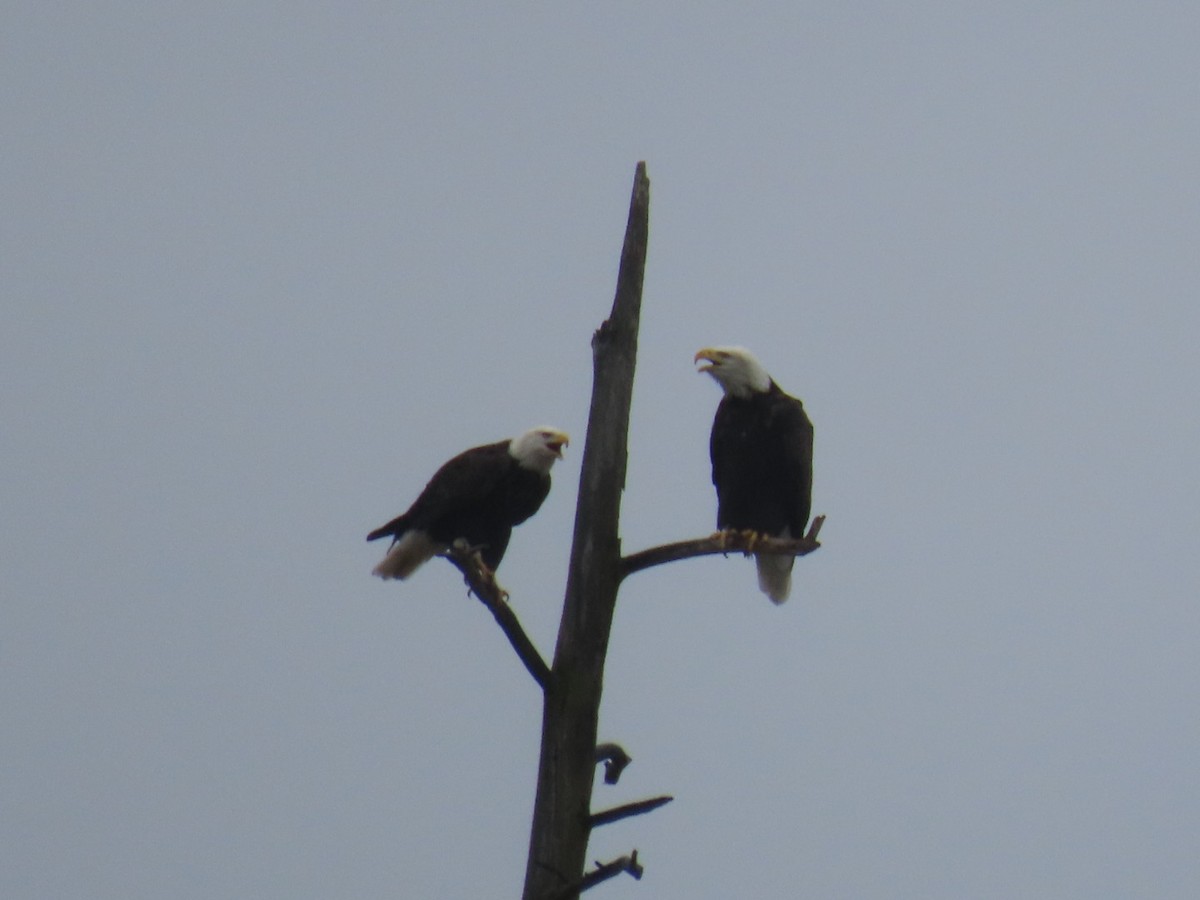 Bald Eagle - ML645699206