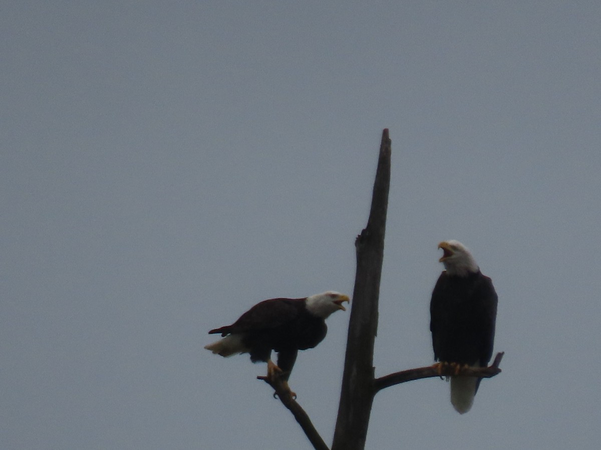 Bald Eagle - ML645699207