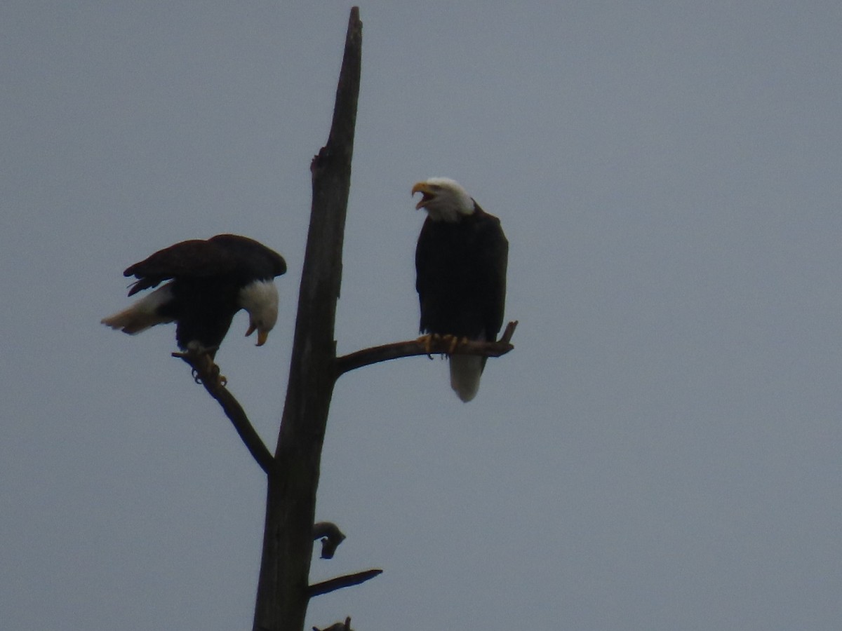 Bald Eagle - ML645699208
