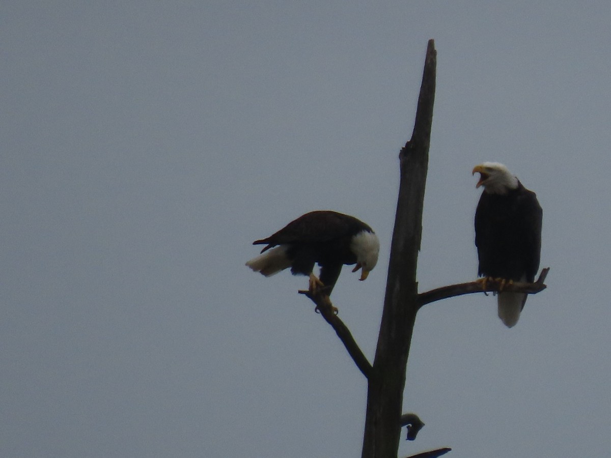 Bald Eagle - ML645699209