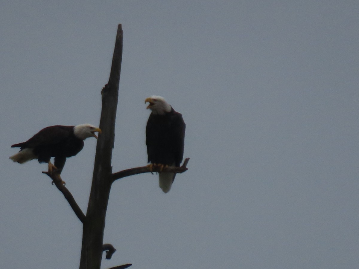 Bald Eagle - ML645699210