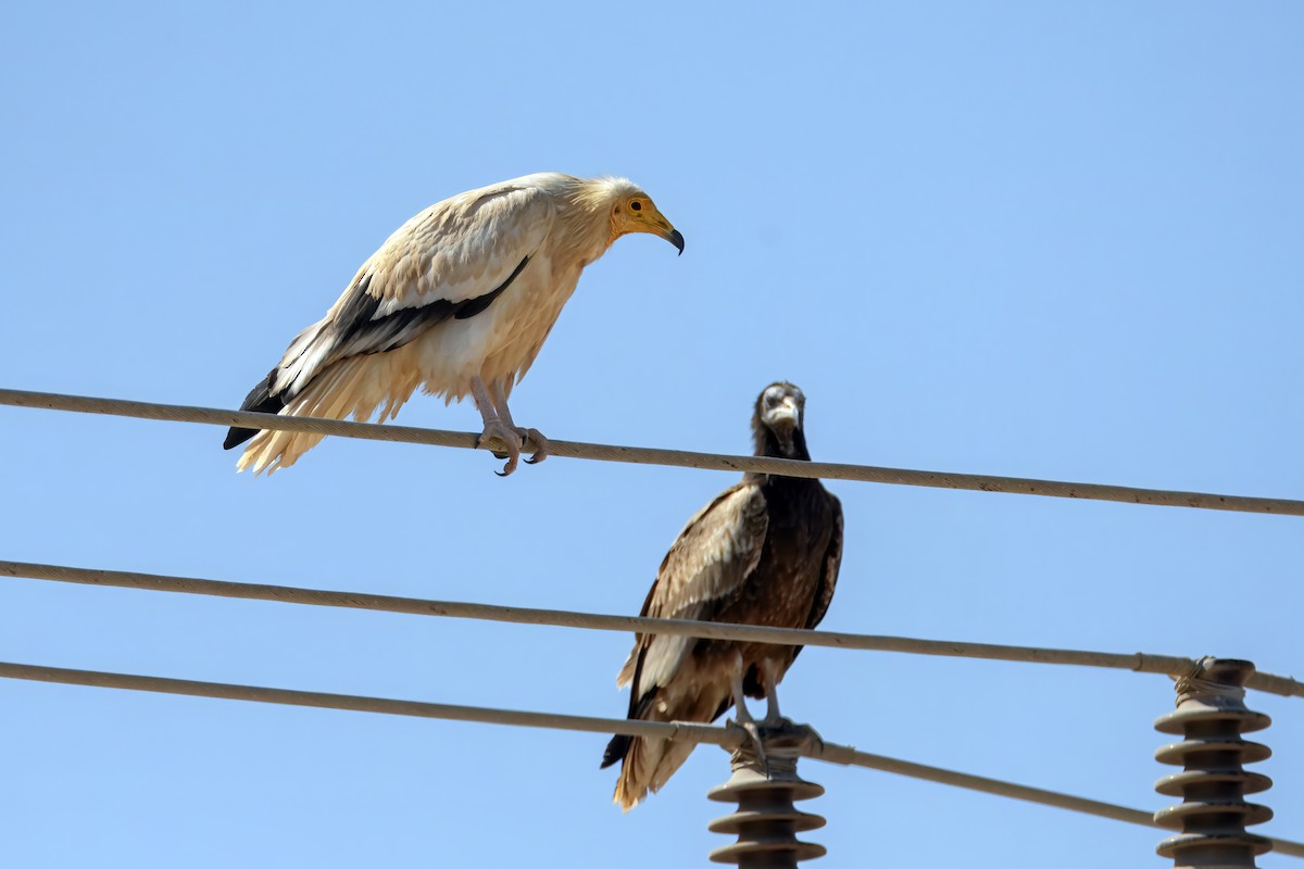 Egyptian Vulture - ML645699213