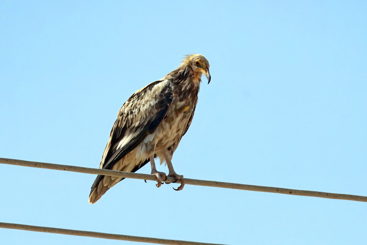 Egyptian Vulture - ML645699214