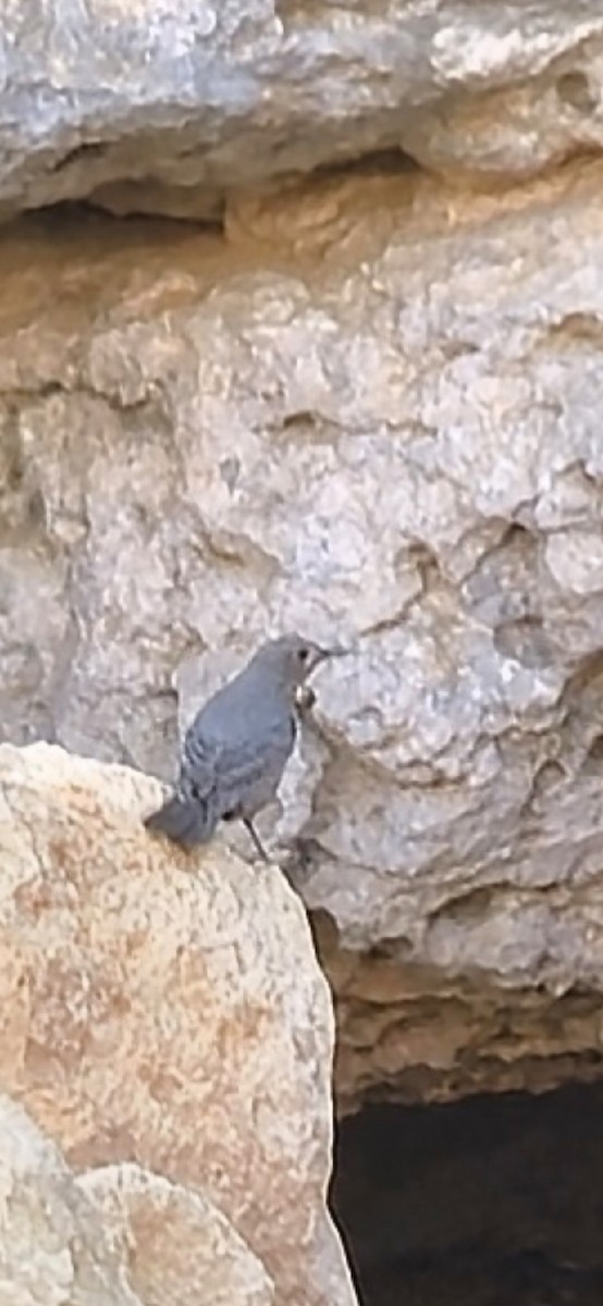 Blue Rock-Thrush - ML645699216