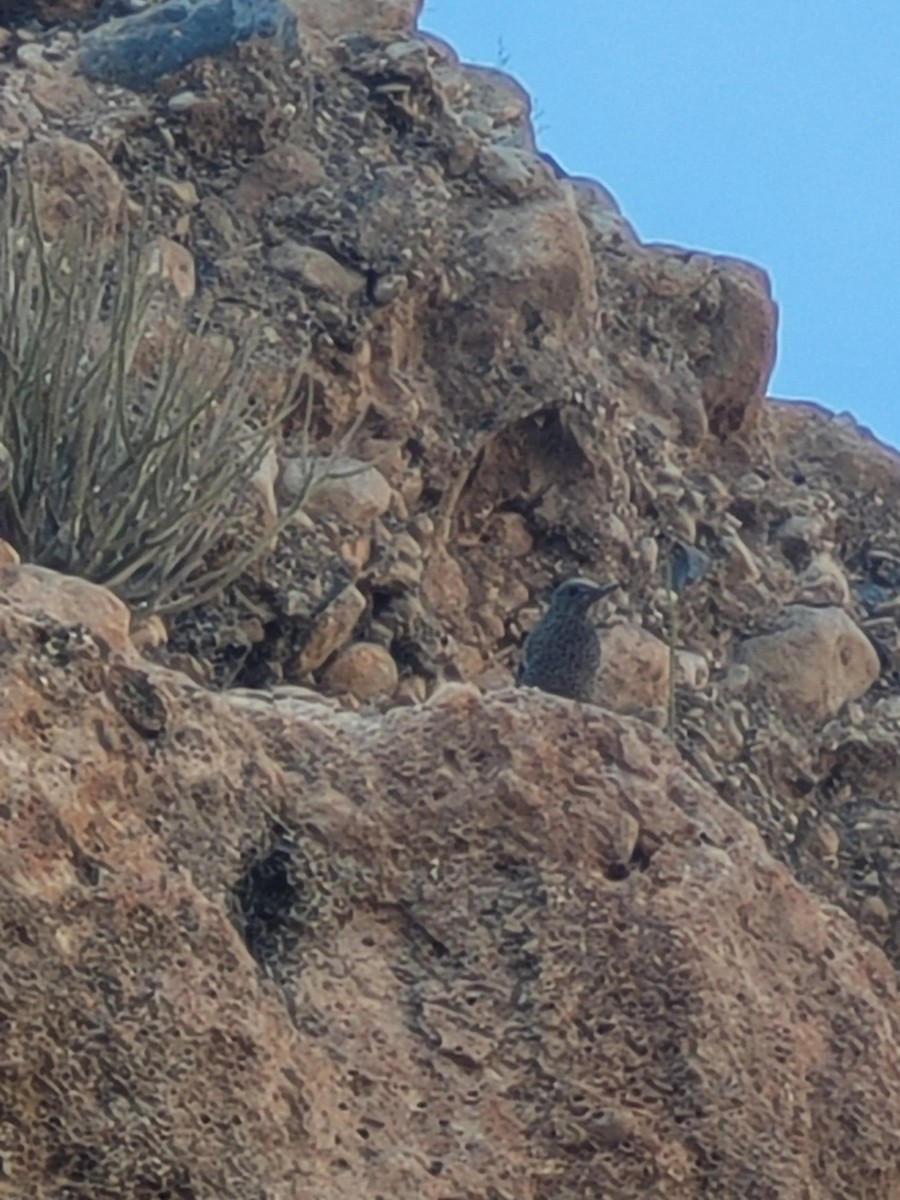 Blue Rock-Thrush - ML645699217