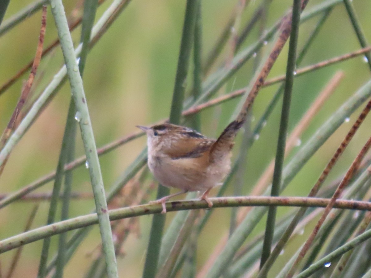 Marsh Wren - ML645699219