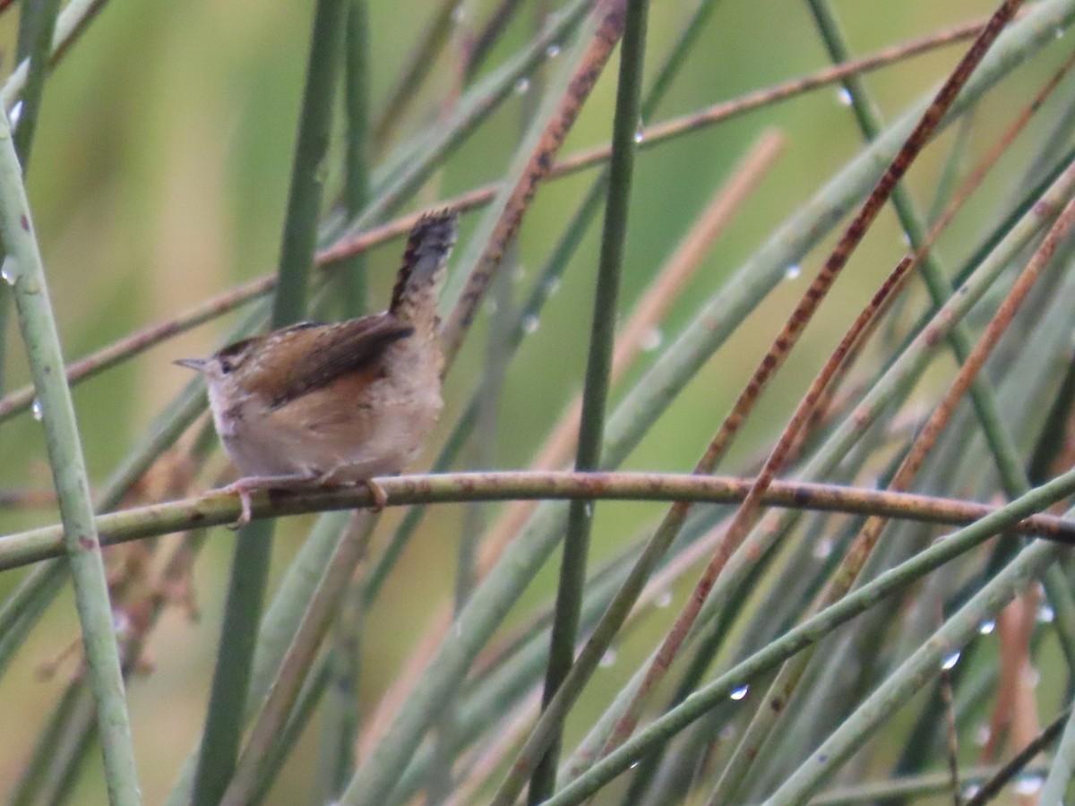 Marsh Wren - ML645699221