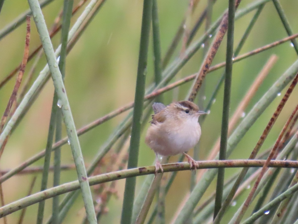 Marsh Wren - ML645699222