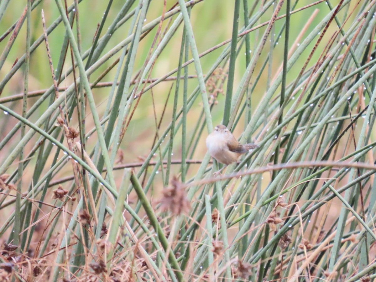 Marsh Wren - ML645699223