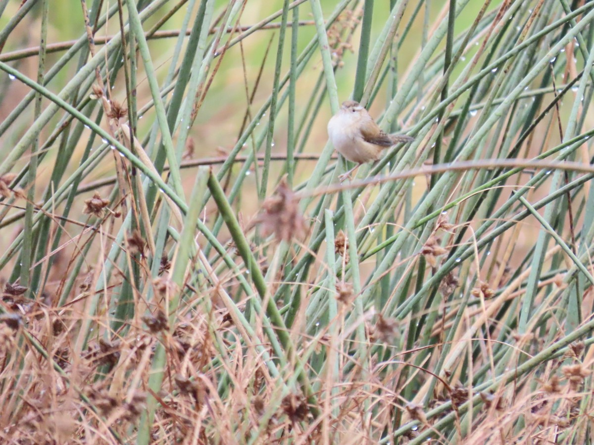 Marsh Wren - ML645699224