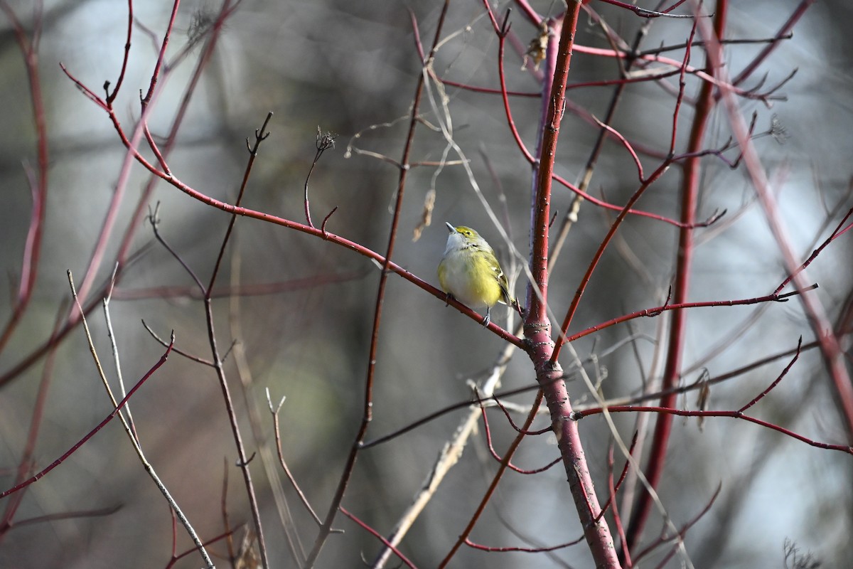 White-eyed Vireo - ML645699225