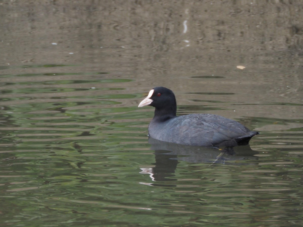 Eurasian Coot - ML645699229