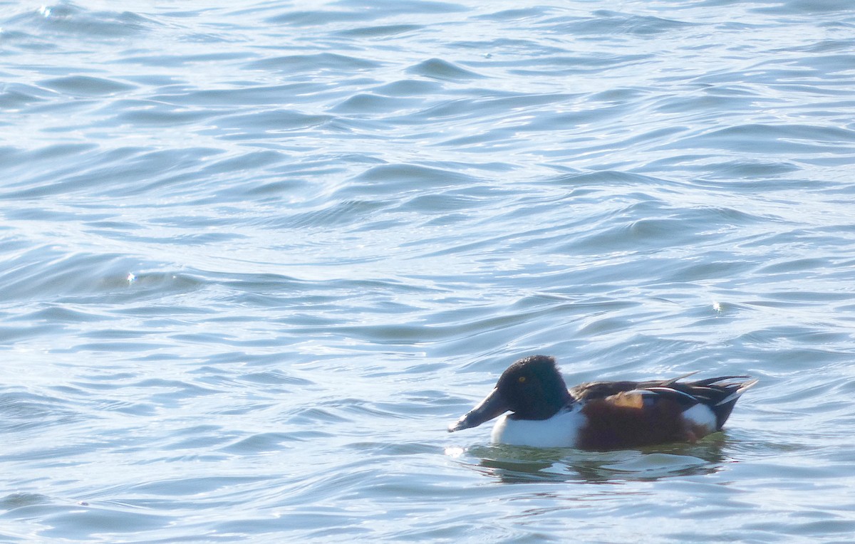 Northern Shoveler - ML645699232