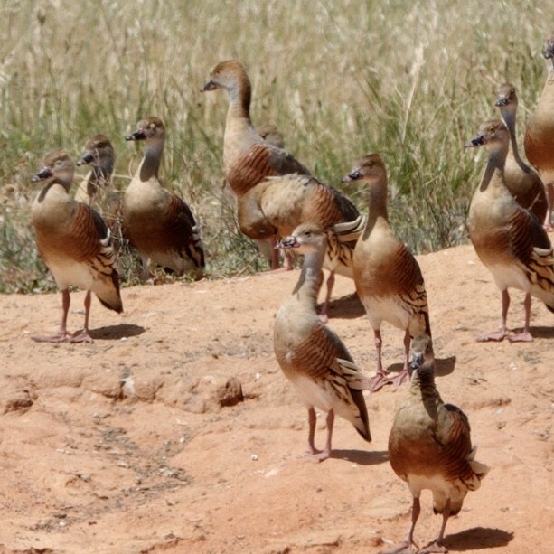 Plumed Whistling-Duck - ML645699233