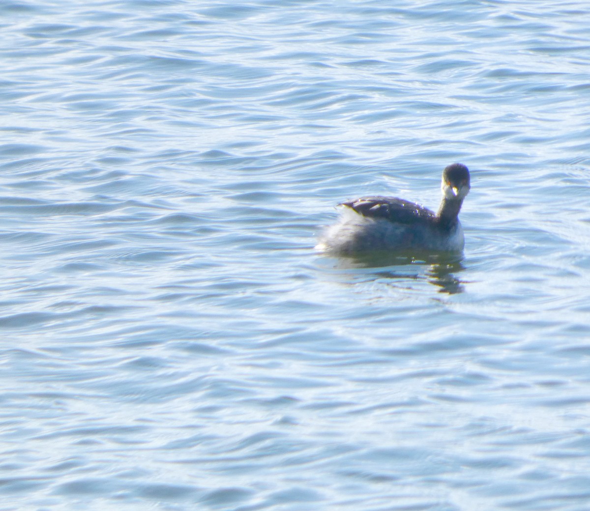 Eared Grebe - ML645699234