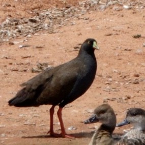 Black-tailed Nativehen - ML645699235