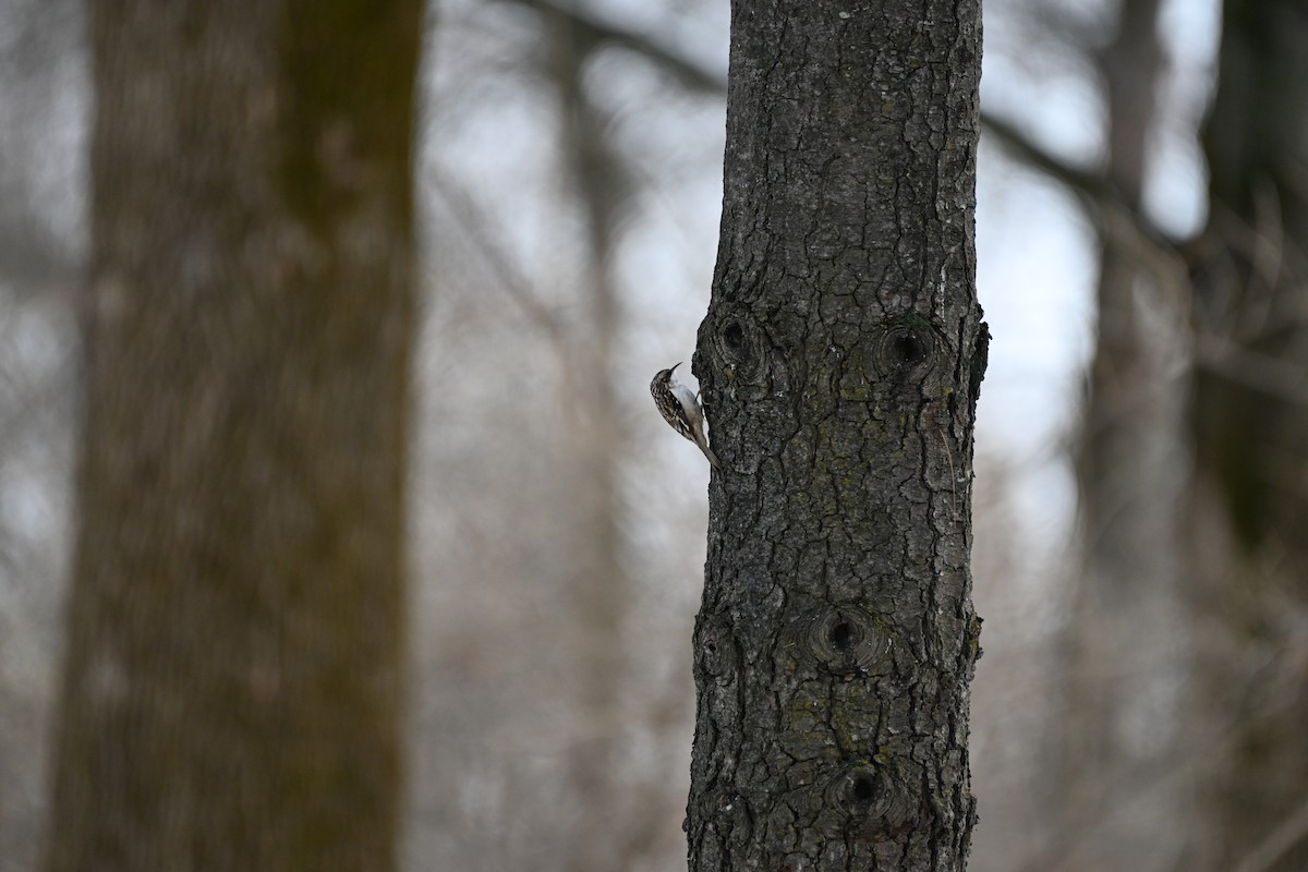 Brown Creeper - ML645699241