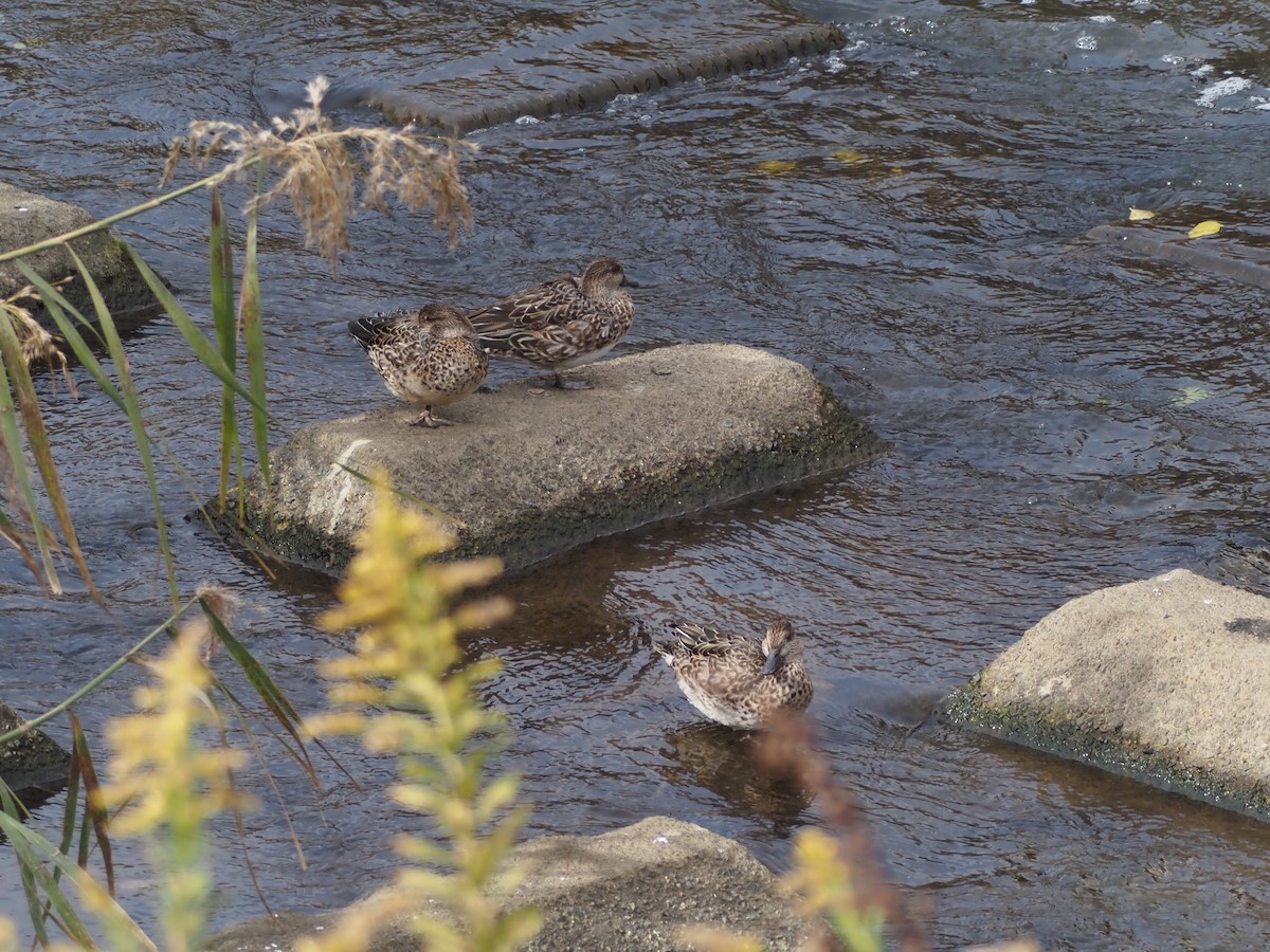 Green-winged Teal - ML645699243