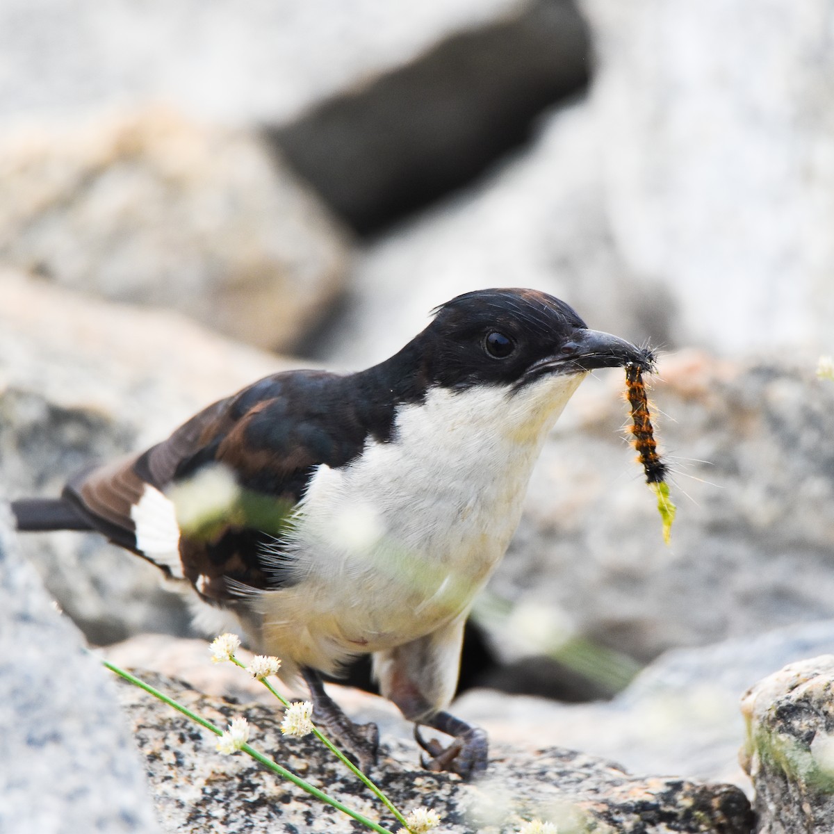 Pied Cuckoo - ML645699244