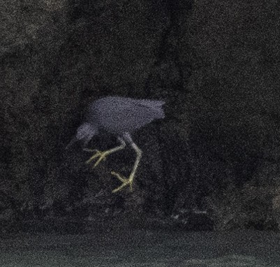 Pacific Reef-Heron - ML645699245