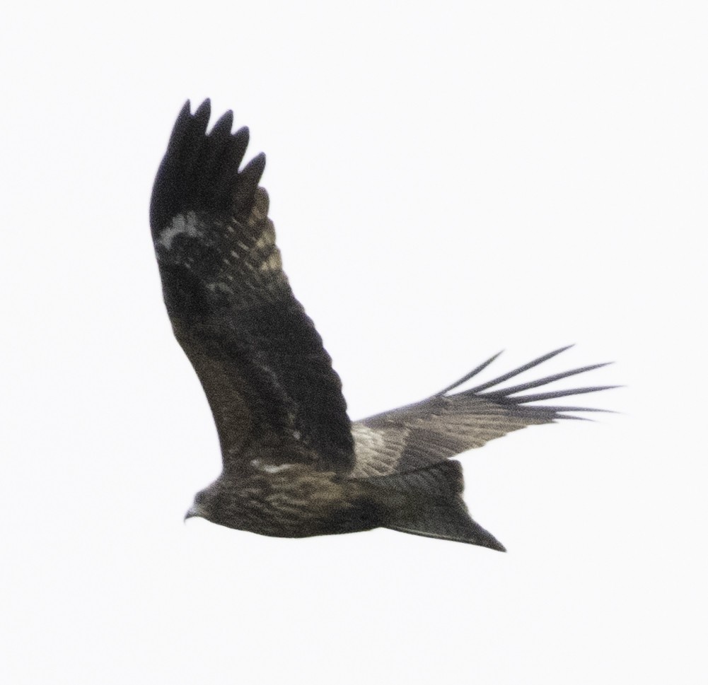 Black Kite - ML645699246