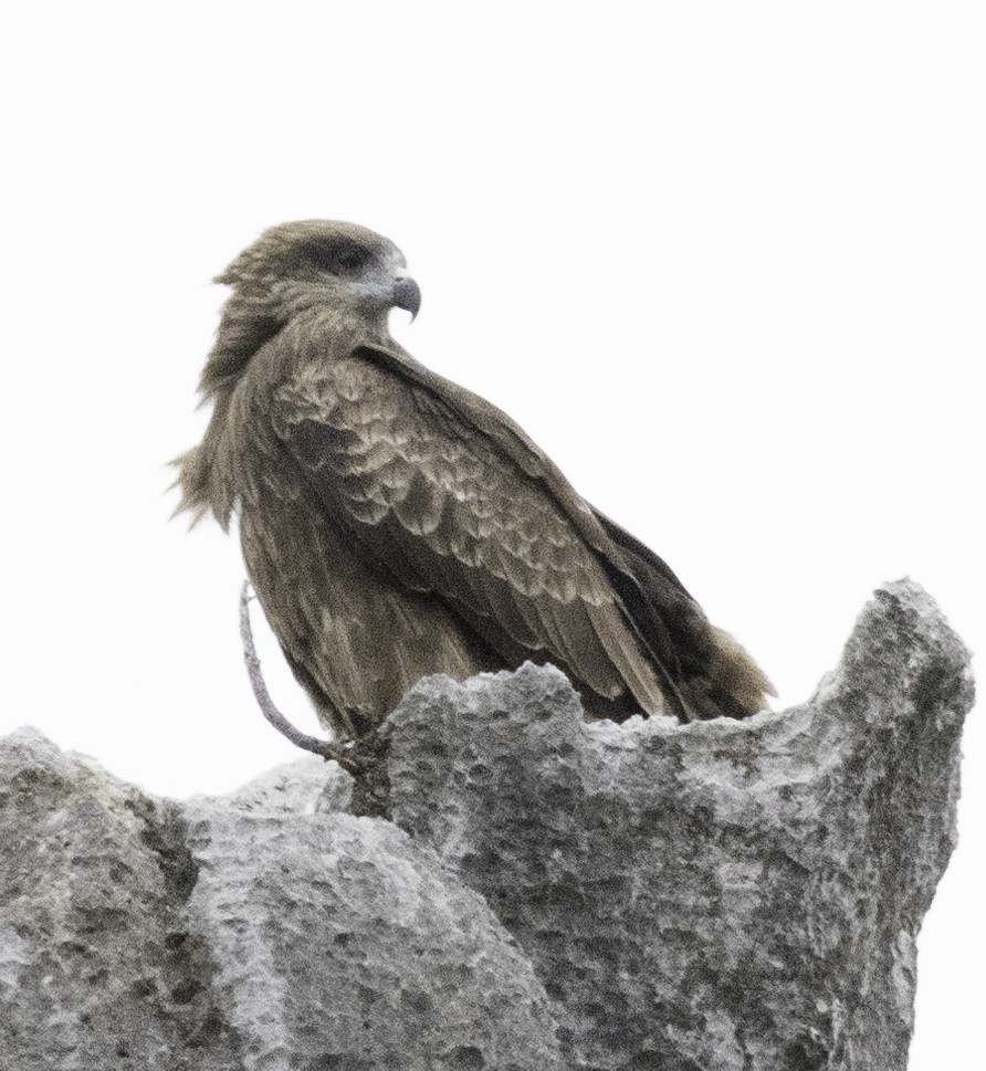 Black Kite - ML645699247