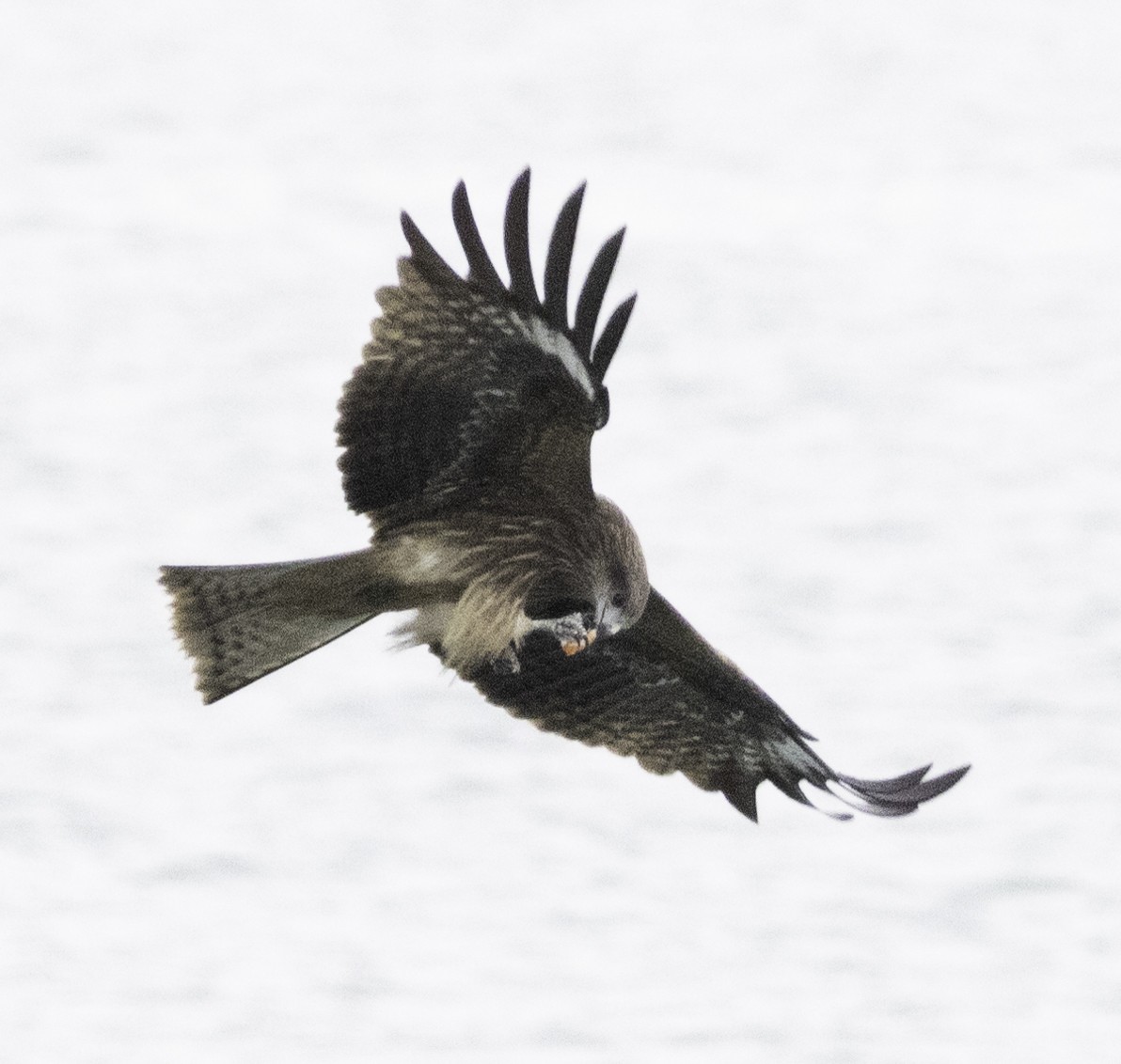 Black Kite - ML645699248