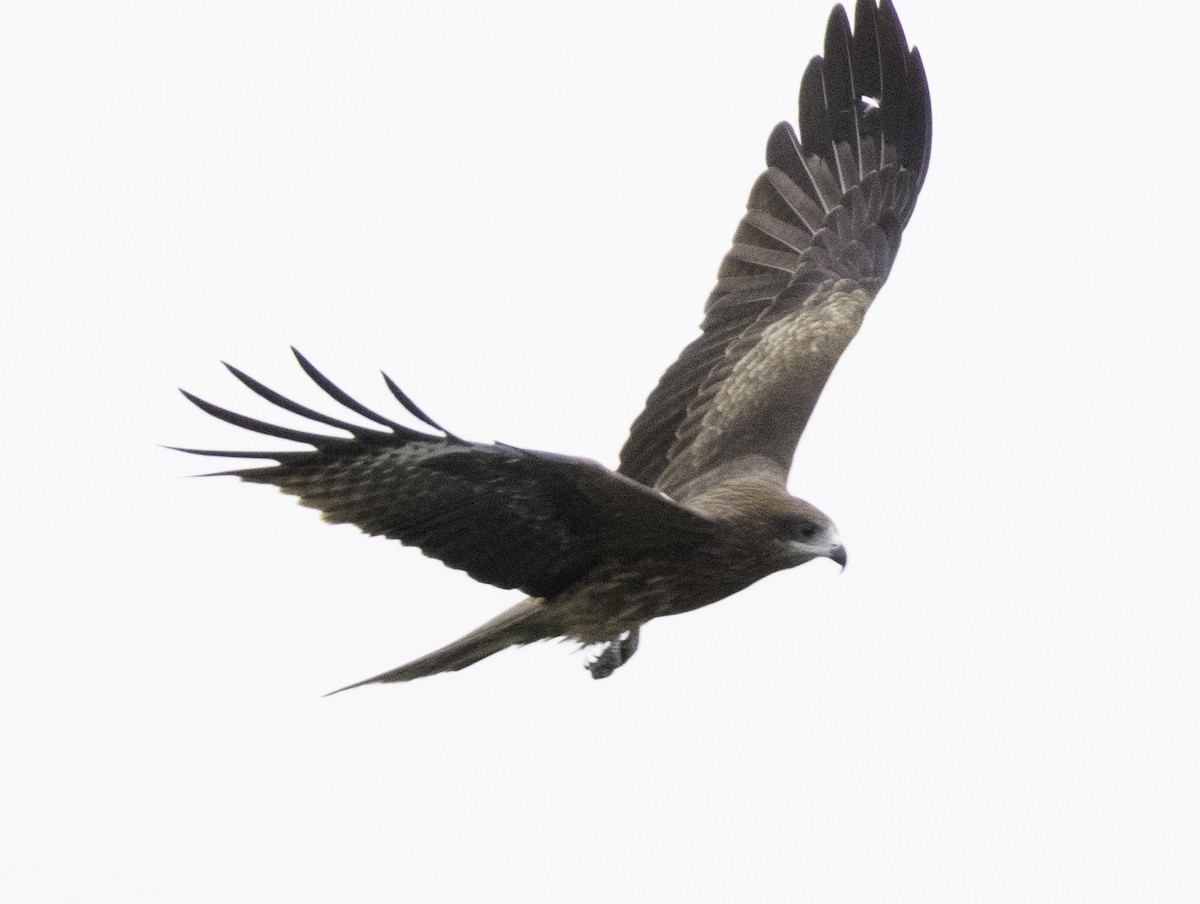 Black Kite - ML645699249