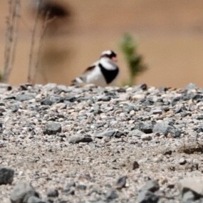 Black-fronted Dotterel - ML645699251