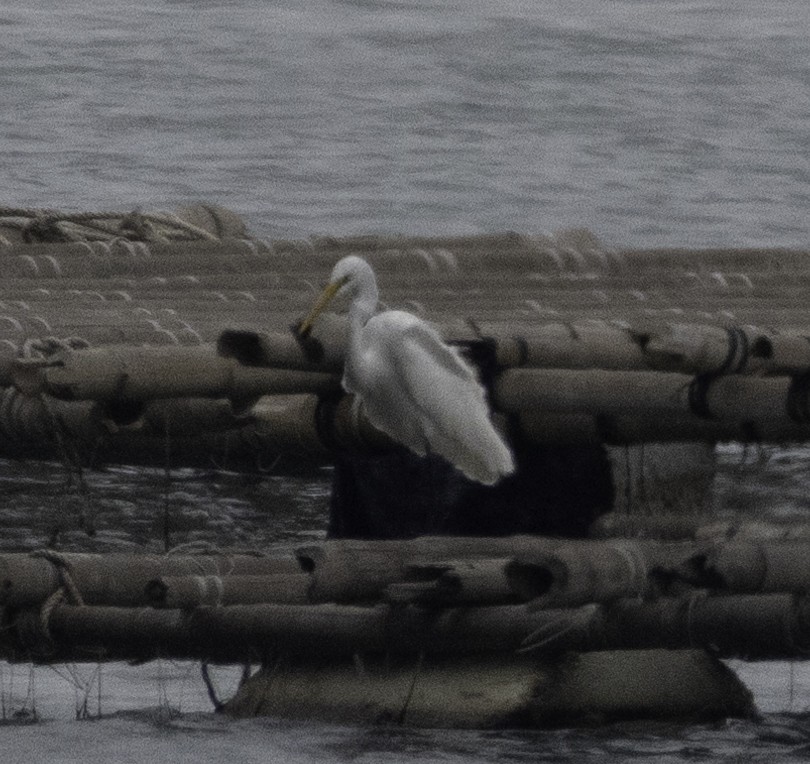 Medium Egret - ML645699252