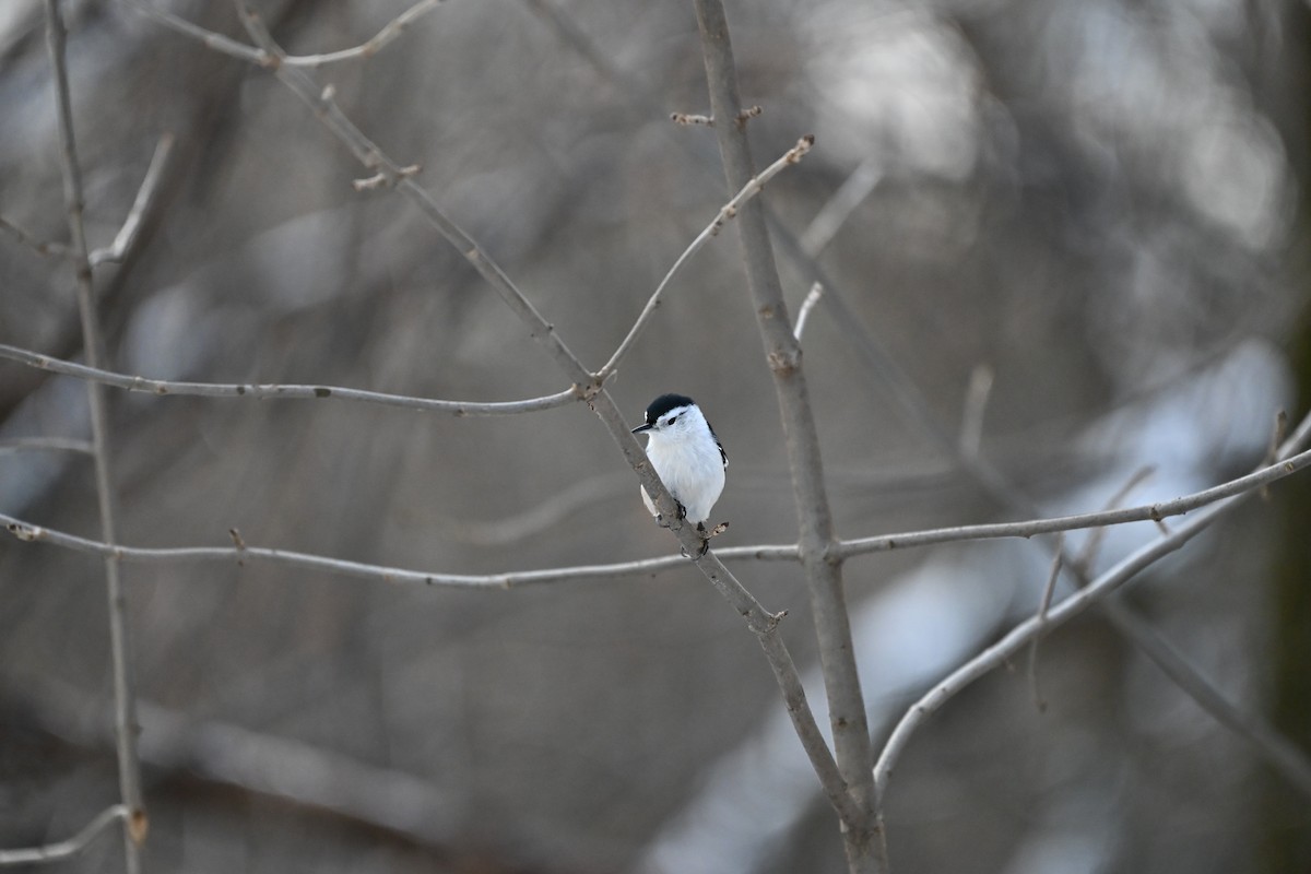 White-breasted Nuthatch - ML645699253