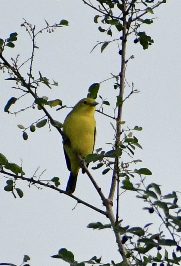 Common Iora - ML645699254