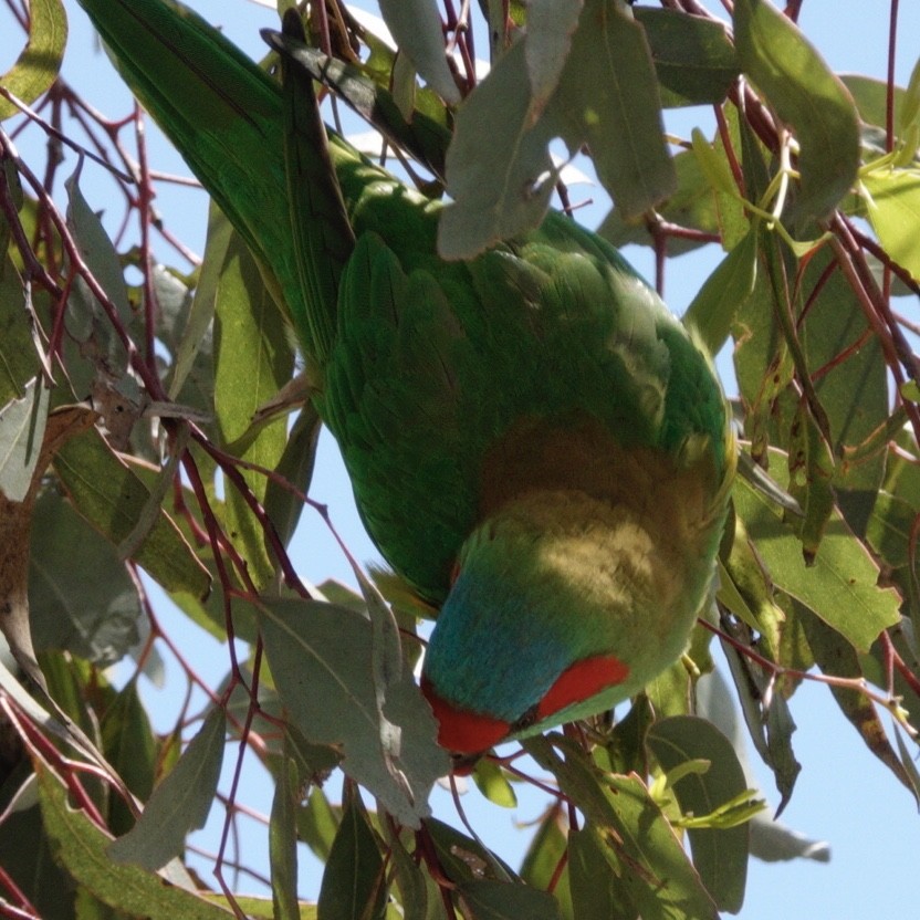 Musk Lorikeet - ML645699260